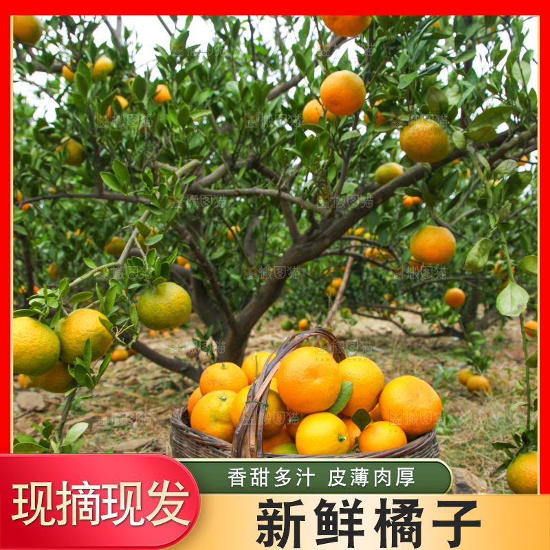 橘子种植基地