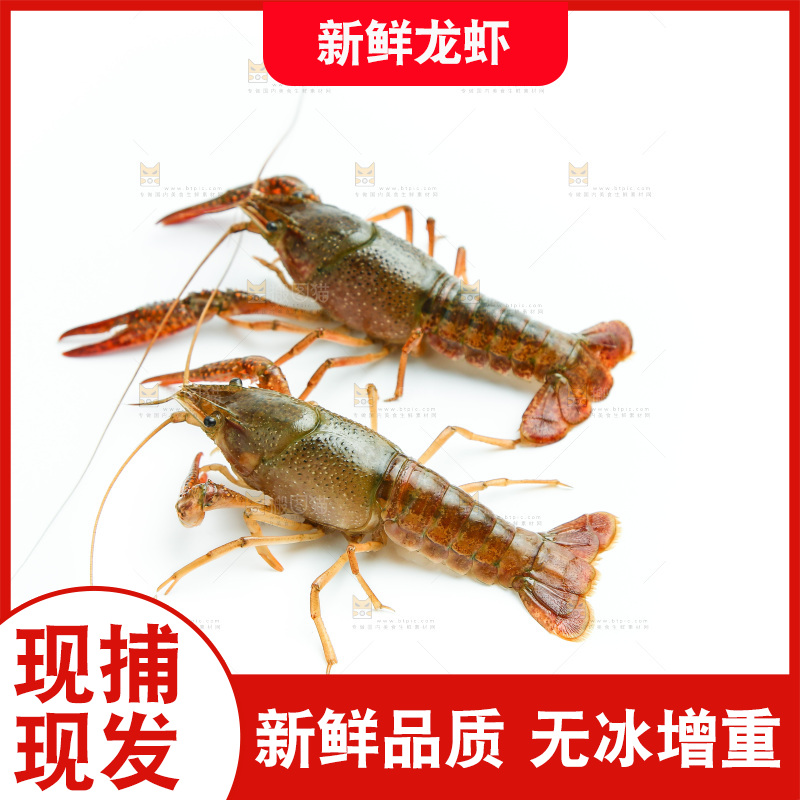 白底上的龙虾