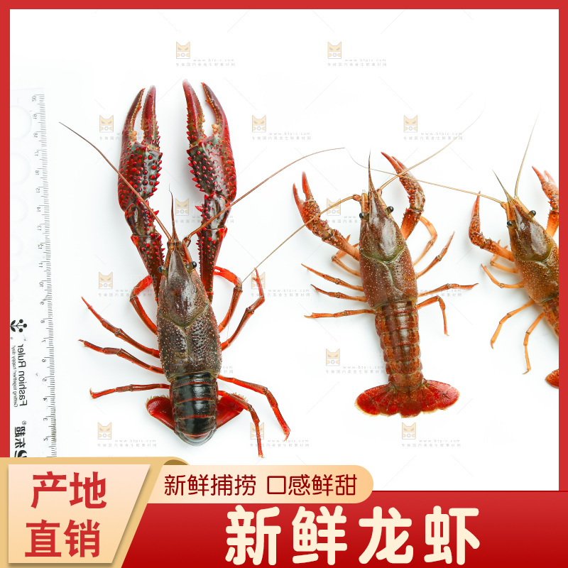 白底上的小龙虾