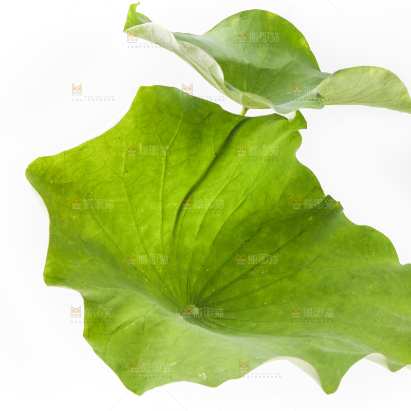 白底上的荷叶