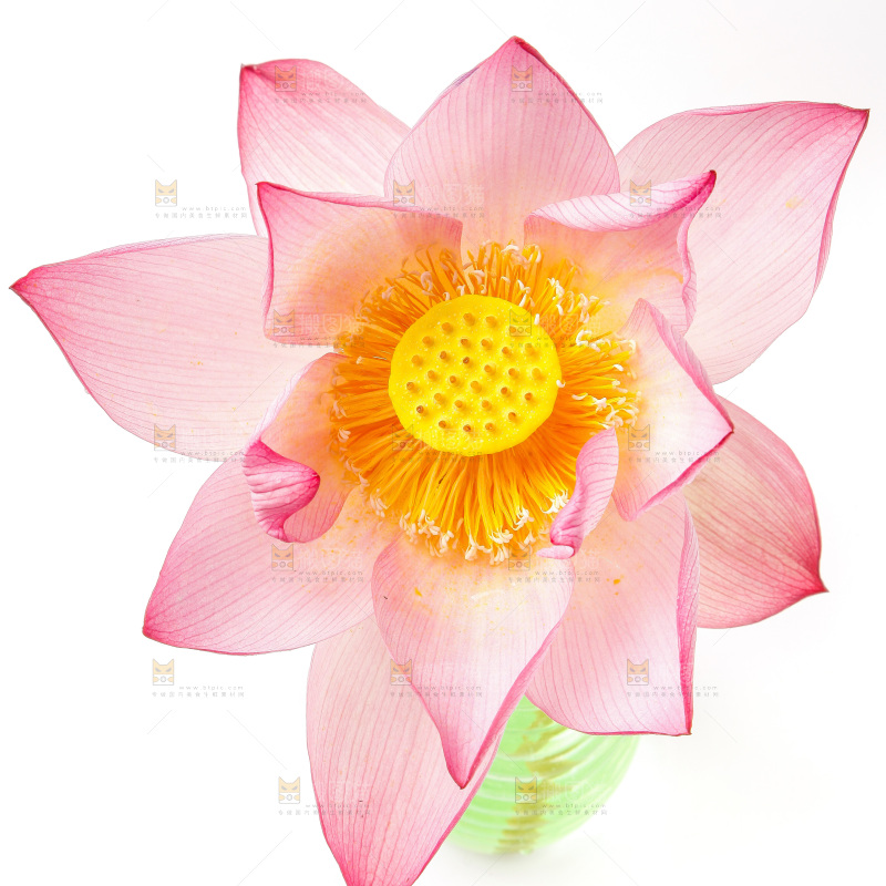 浅底上的莲花