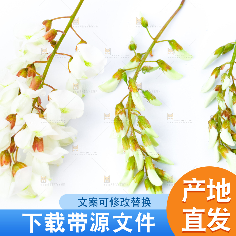 白底上放着杨槐树花