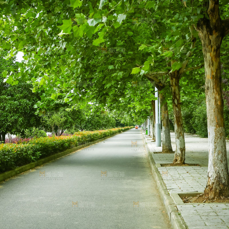 一条绿荫小路