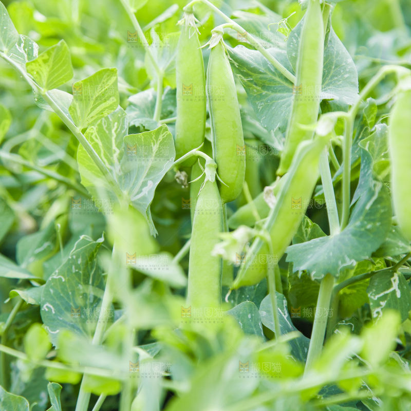 农田里种植的豌豆