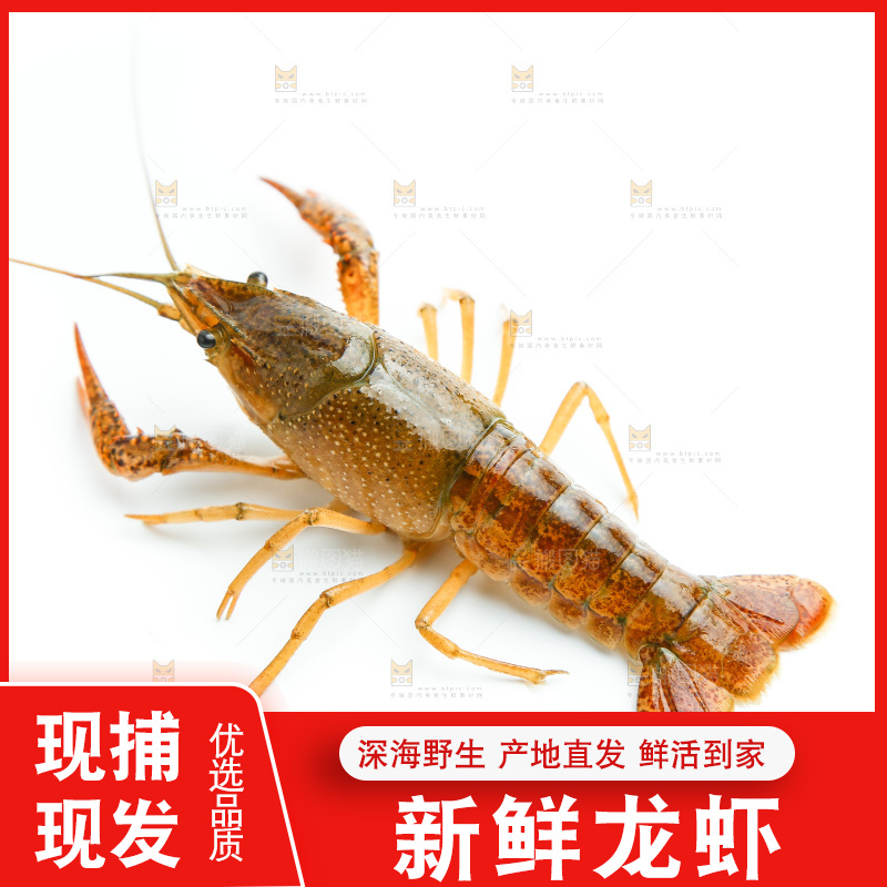 白底上放着小龙虾