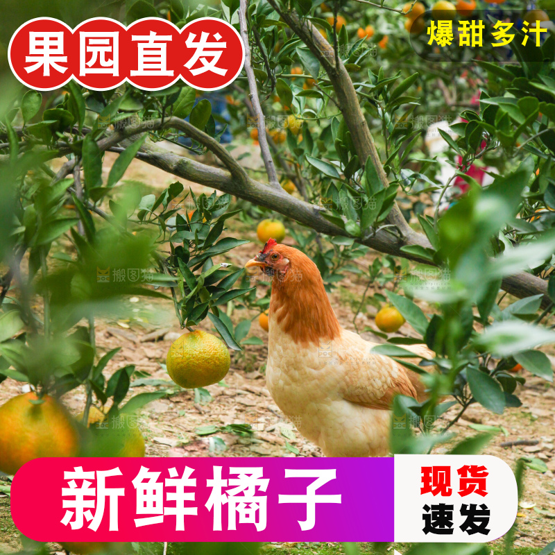 树上长着橘子