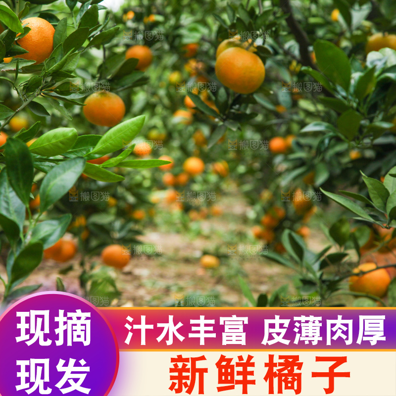橘子种植基地