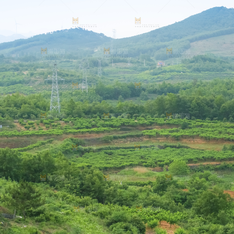 山上的桃林