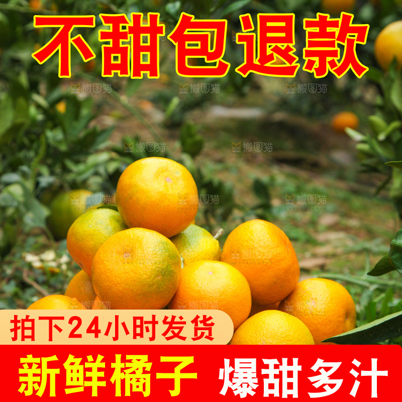 树上长着橘子