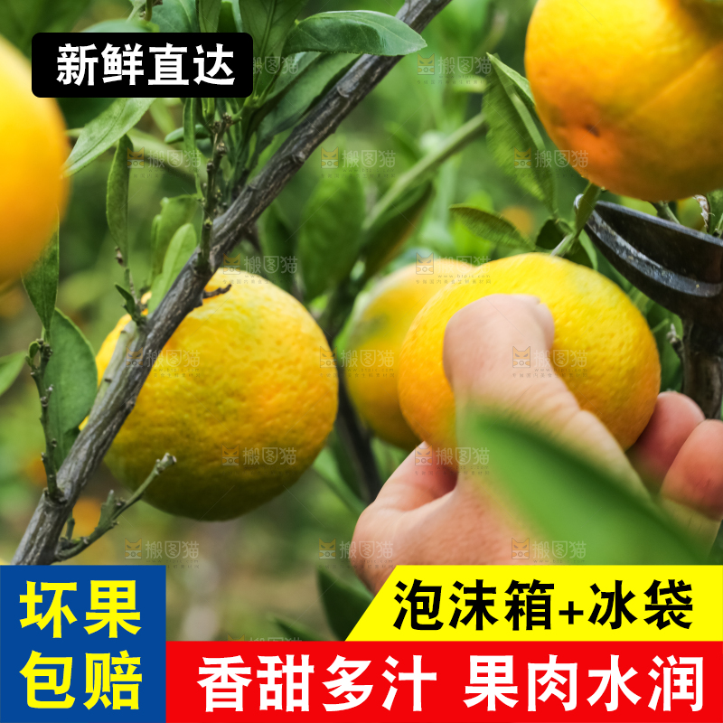 农民正在摘橘子