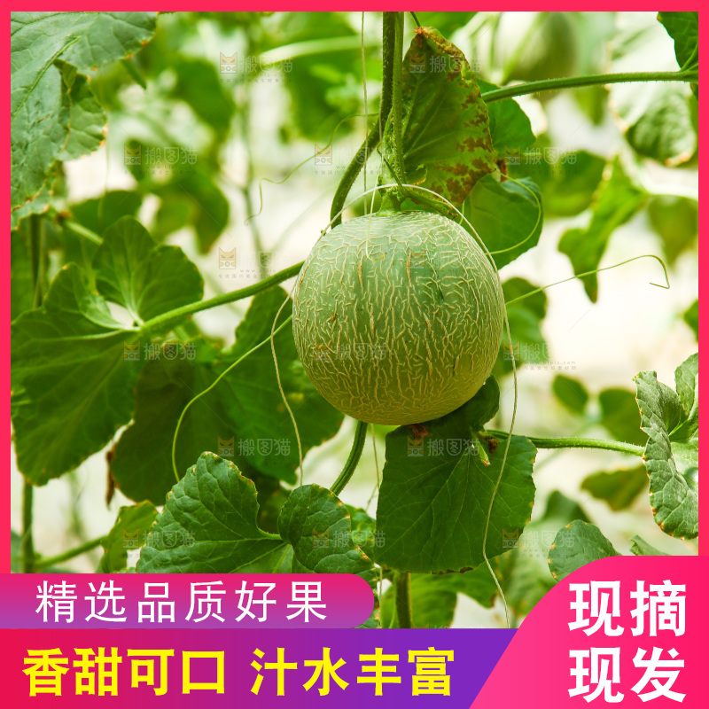 大棚里的玫珑瓜