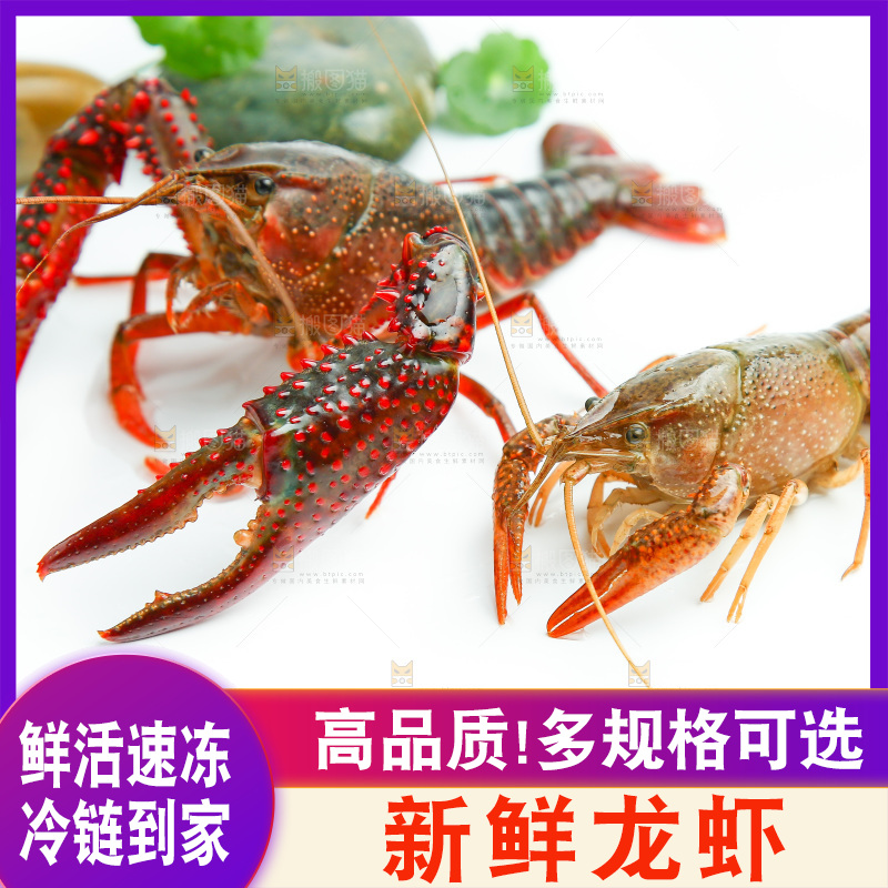 白底上放着两只龙虾