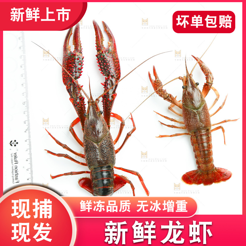 白底上的小龙虾