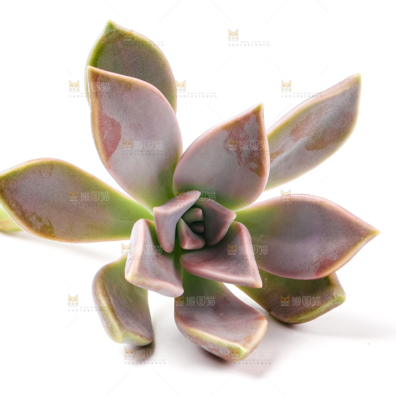 白底上放着多肉