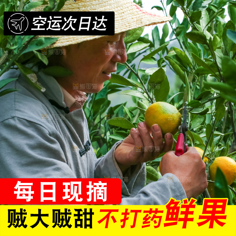 农民正在摘橘子