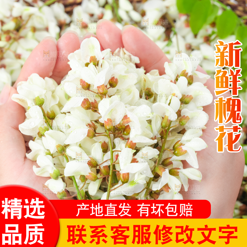 手里拿着新鲜槐花