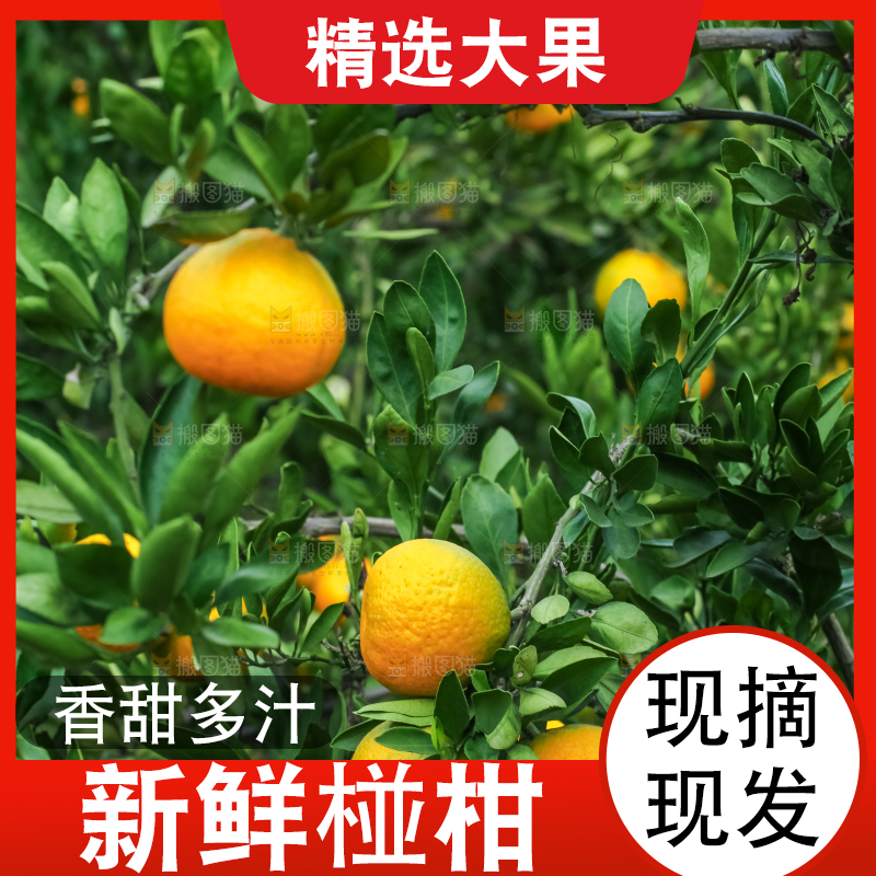 树上结着椪柑橘