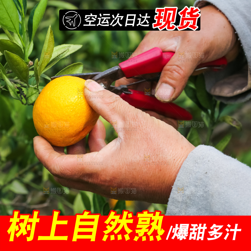 农民正在摘橘子