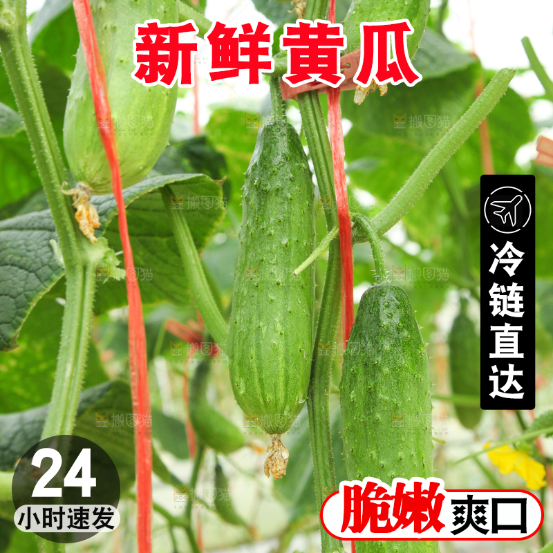 藤子上的小黄瓜