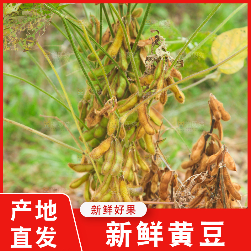 田里的黄豆