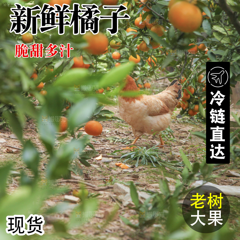 树上长着橘子