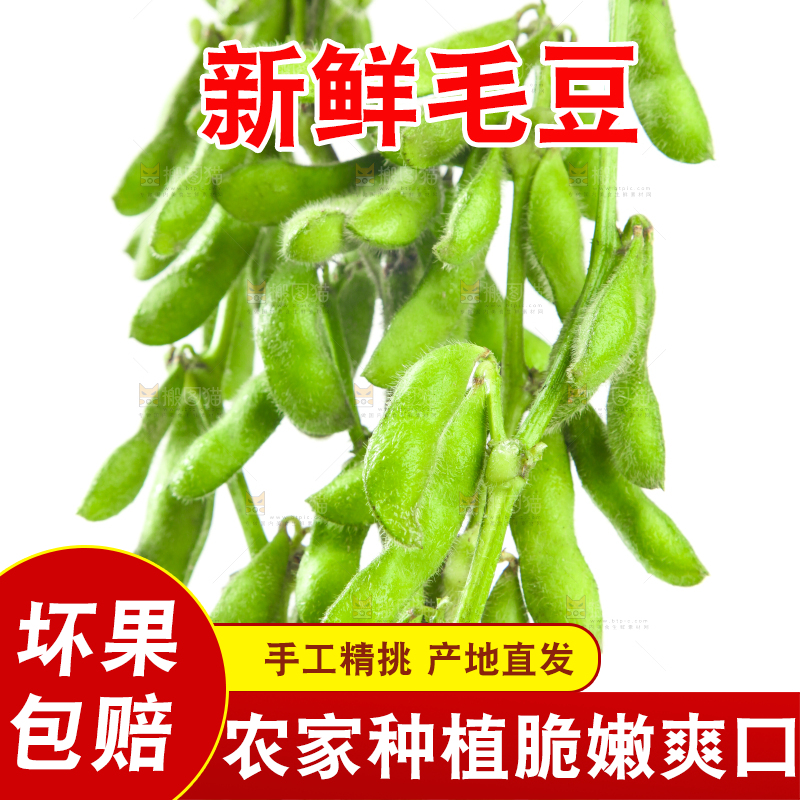 白底上的毛豆