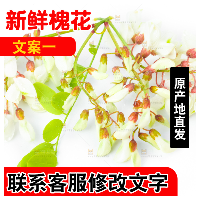白底上摆放着洋槐花