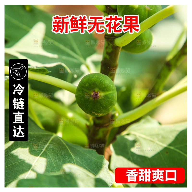 树上长着无花果