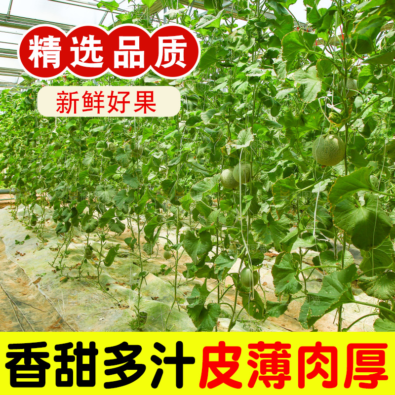 大棚里的玫珑瓜