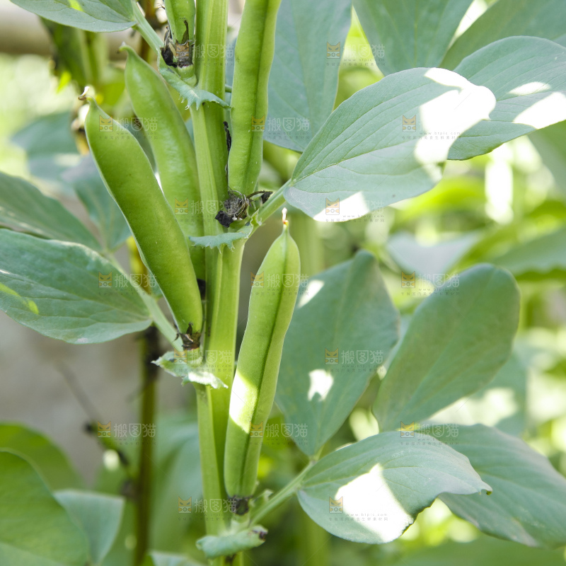 农田里种植的蚕豆