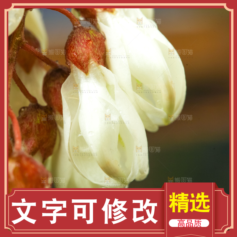 深底上摆放着野生洋槐花