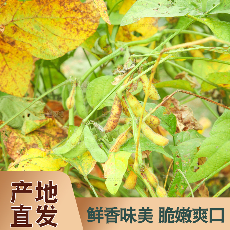 田里的黄豆