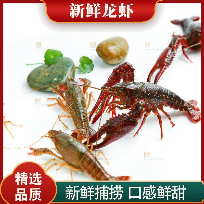 白底上放着小龙虾