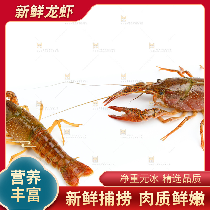 白底上放着两只龙虾