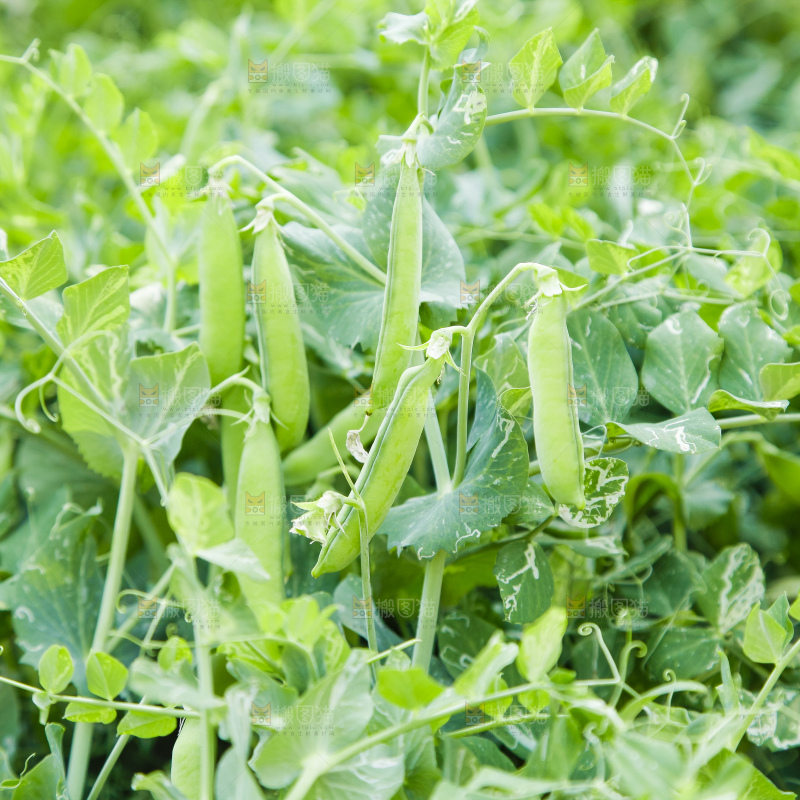 农田里种植的豌豆