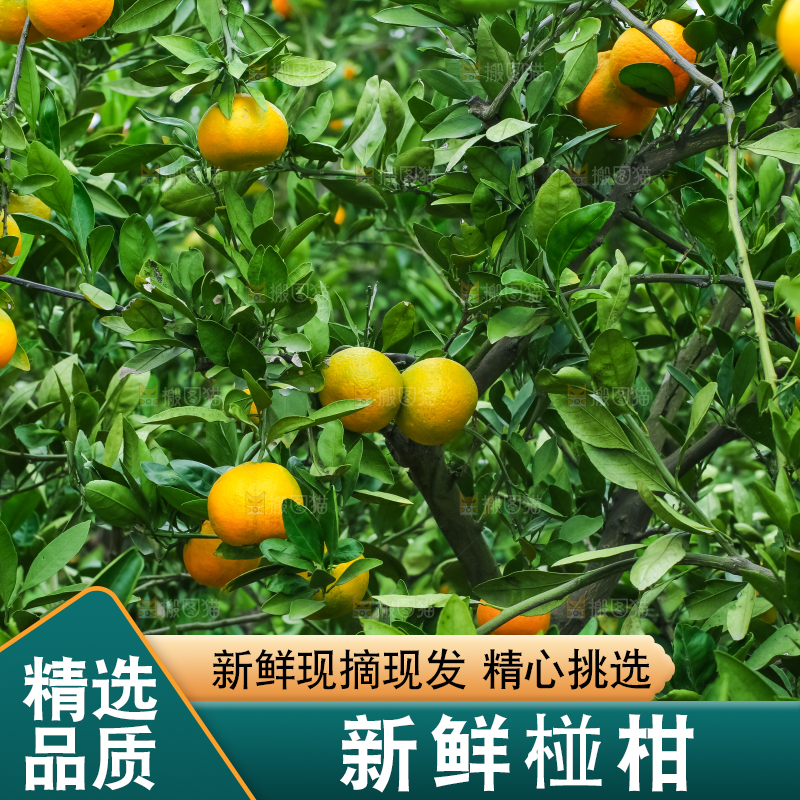 树上长着椪柑