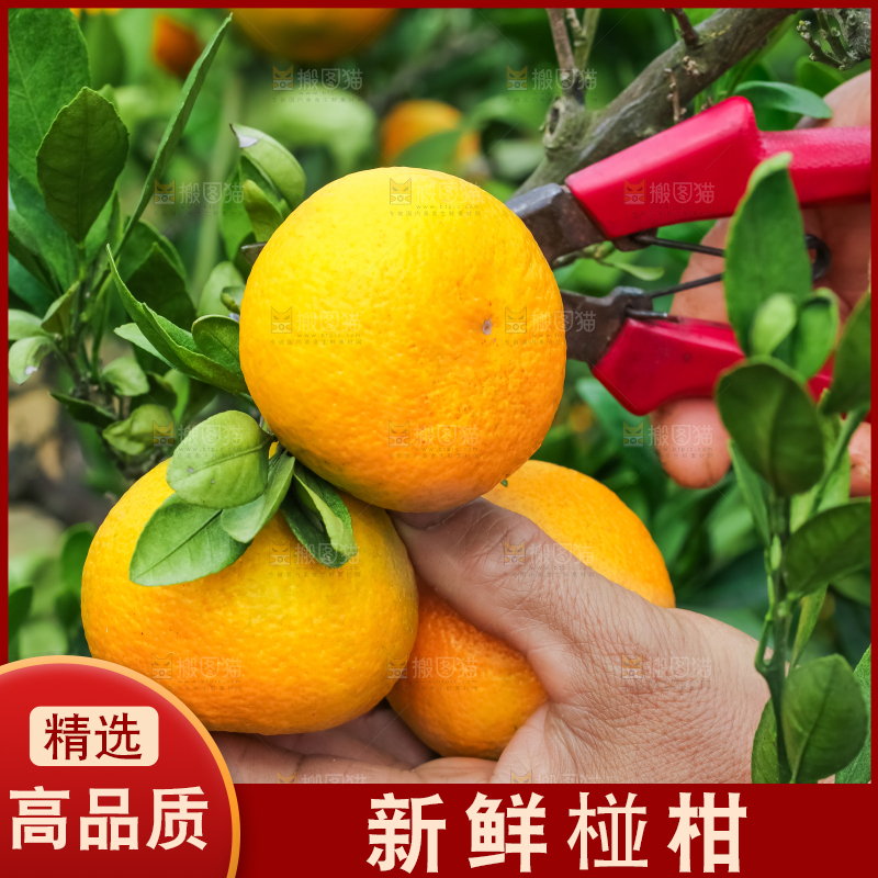 农民正在摘橘子
