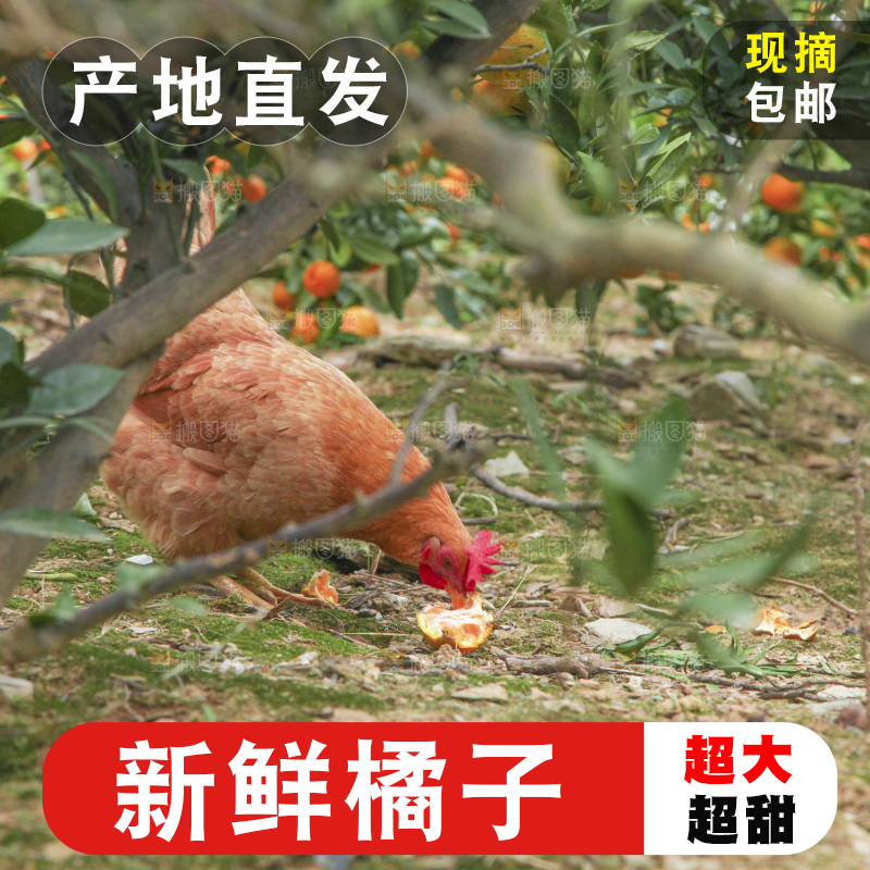 树上长着橘子