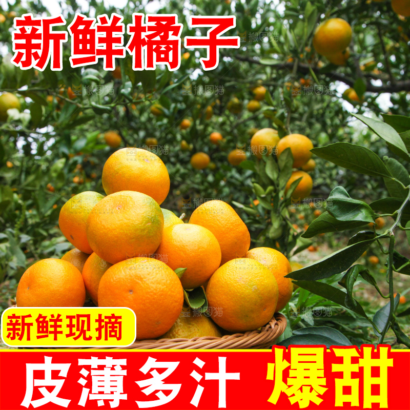 树上长着橘子