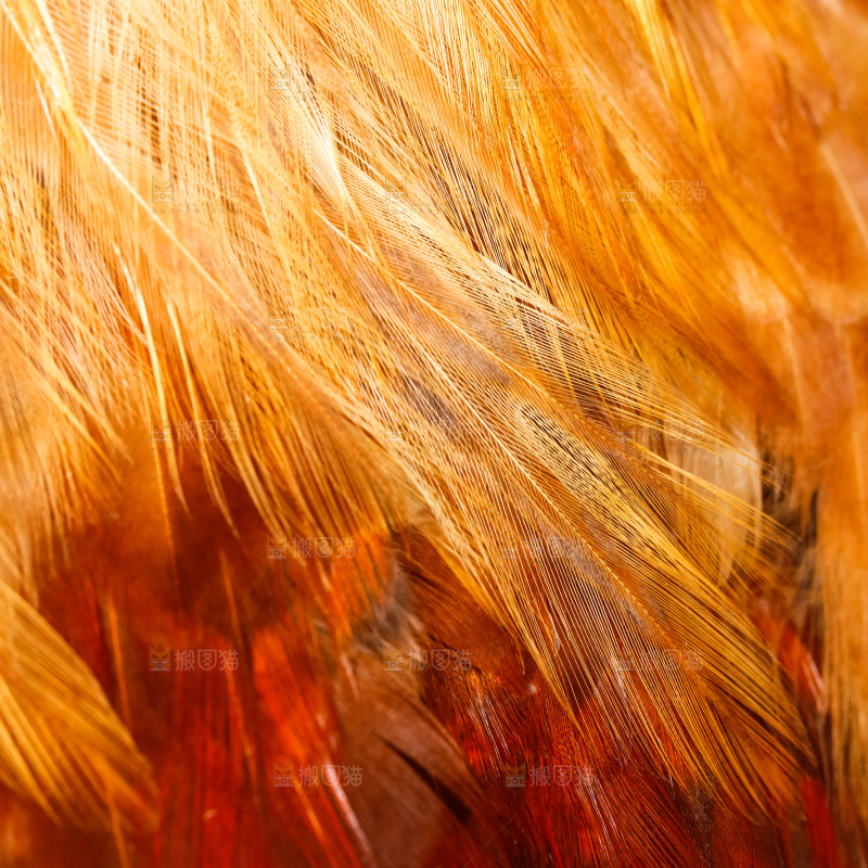 公鸡身上的羽毛