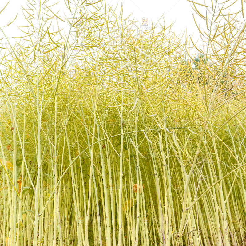 地里的油菜