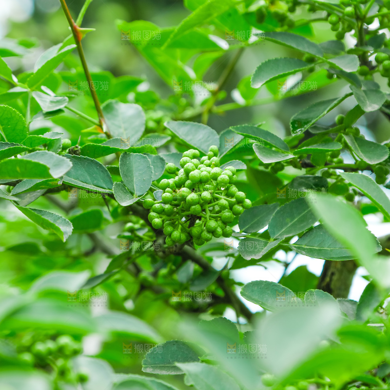 树上的花椒