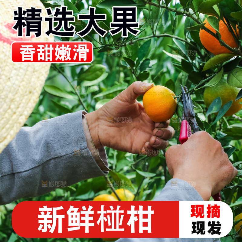 农民正在摘橘子