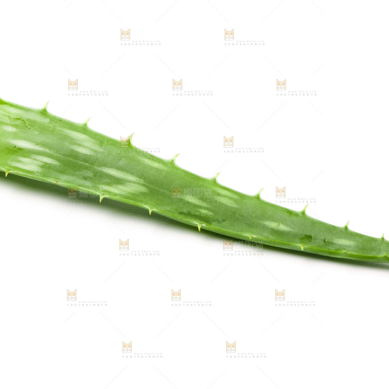 白底上放着芦荟