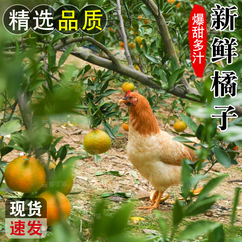 树上长着橘子