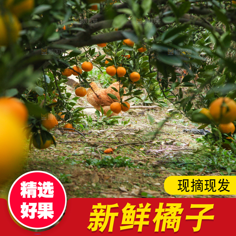 橘子种植基地