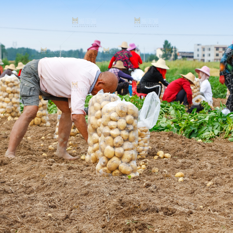 农民正在收土豆