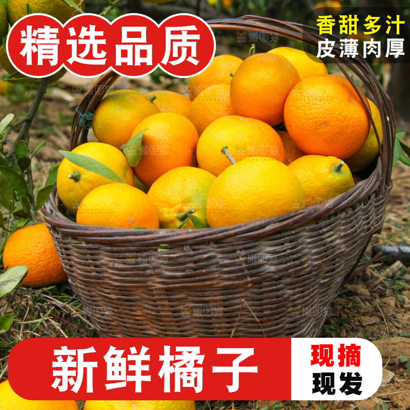 橘子种植基地