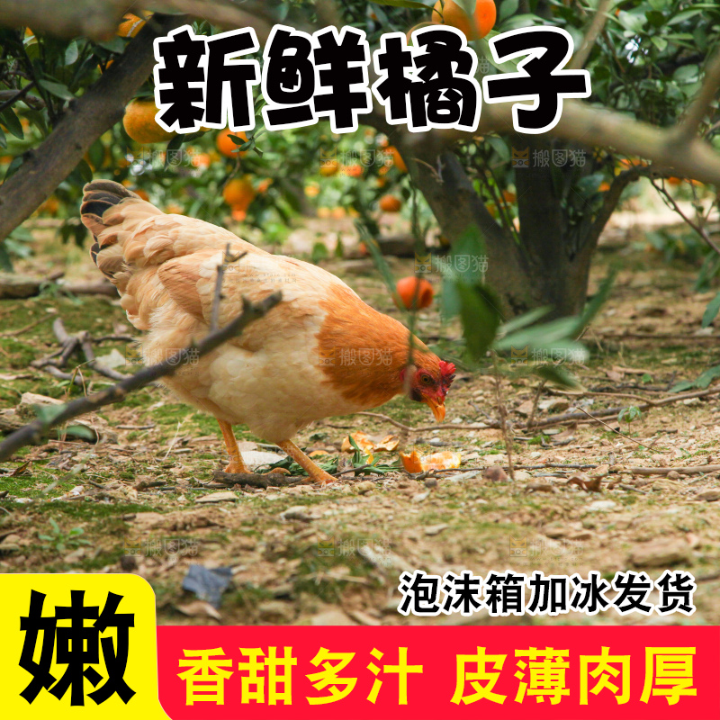 树上长着橘子