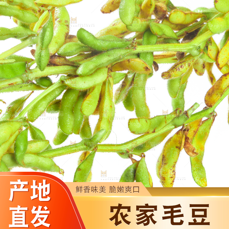 白底上的毛豆